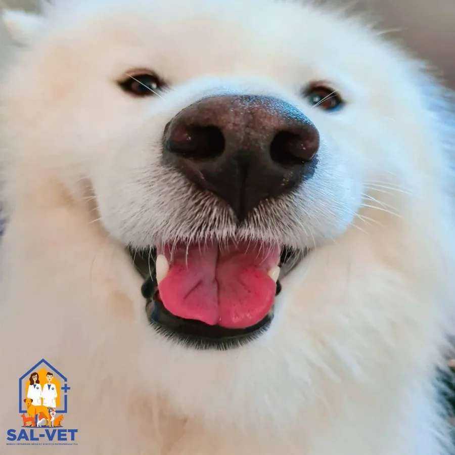SAL-VET Servicii Veterinare