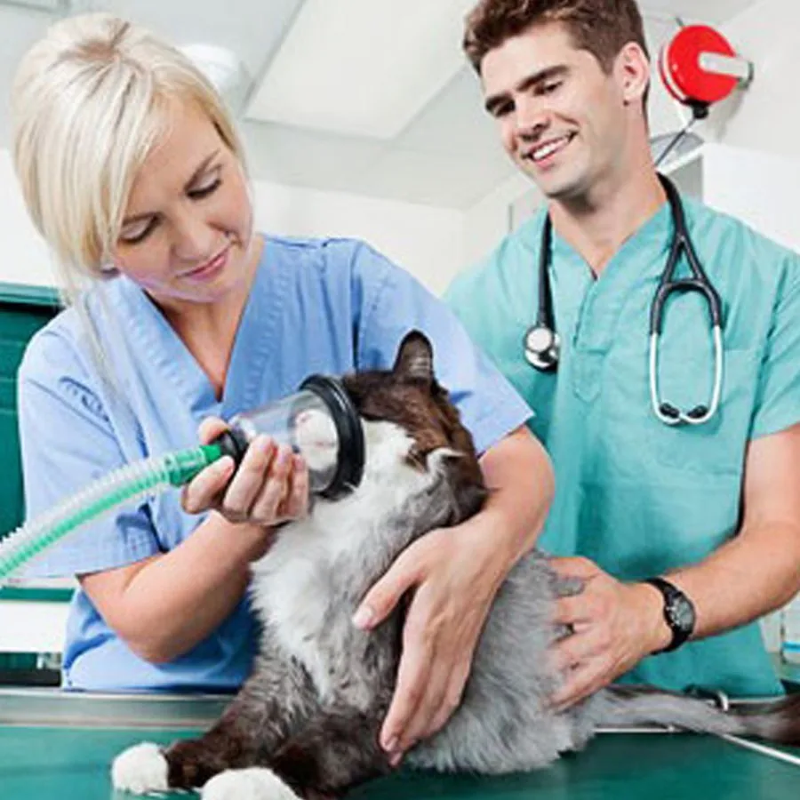 Cabinet Veterinar Dr. Simona Postelnicu
